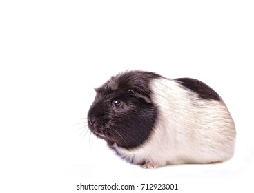 34 Guniea pig Images, Stock Photos & Vectors | Shutterstock