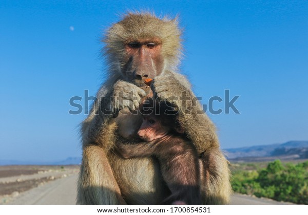 Adorable Hamadryas baboon Mother and Baby\
sitting on the car,\
Djibouti