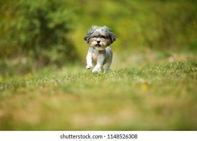 Sunny Doggy Images Stock Photos Vectors Shutterstock