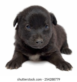 Adorable Happy Mutt Puppy Dog Isolated Stock Photo 254288779 | Shutterstock