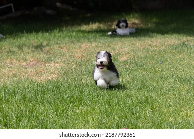 An Adorable Havanese Puppy Running Through Grass