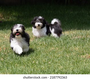 An Adorable Havanese Puppy Running Through Grass