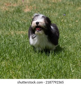 An Adorable Havanese Puppy Running Through Grass