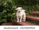 adorable havanese standing on red brick steps with head cocked - cute tiny fluffy white dog with poofy ears and head cocked with dark green plant growth behind