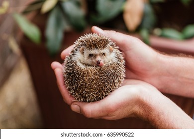 Adorable Hedgehog Held By Conservationist Licks It's Nose