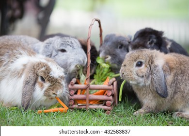 2,485 Holland lop rabbit Images, Stock Photos & Vectors | Shutterstock