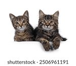 Adorable house cat kittens, one long and one short haired. Laying down side by side on edge. Both looking towards camera. Isolated on a white background.