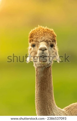 Adorable Huacaya alpaca standing against blurred background 

