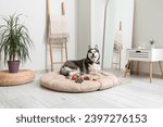 Adorable Husky dog on pet bed at home