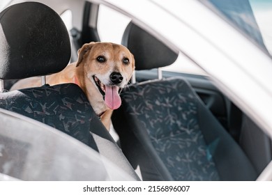 An adorable Indian Pariah dog with the tongue out on the back seat of a car