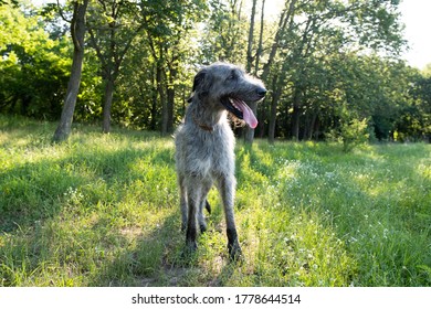 Adorable  irish wolfhound dog stay on green grass in the park during the morning walking - Powered by Shutterstock