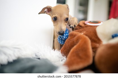 Adorable Italian Greyhound Puppy Playing Inside. Pet Concept. Little Puppy Dog In Home. 