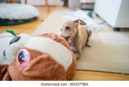 Adorable Italian Greyhound Puppy Playing Inside. Pet Concept. Little Puppy Dog In Home. 