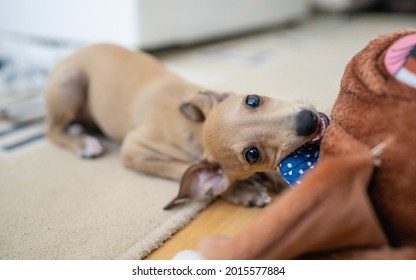 Adorable Italian Greyhound Puppy Playing Inside. Pet Concept. Little Puppy Dog In Home. 