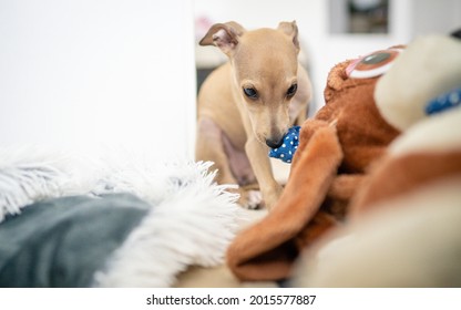 Adorable Italian Greyhound Puppy Playing Inside. Pet Concept. Little Puppy Dog In Home. 