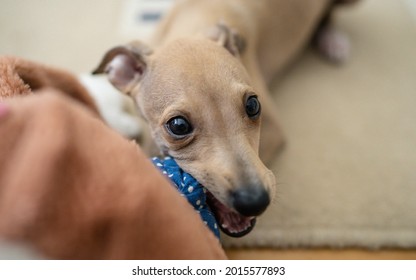 Adorable Italian Greyhound Puppy Playing Inside. Pet Concept. Little Puppy Dog In Home. 