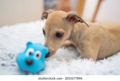 Adorable Italian Greyhound Puppy Playing Inside. Pet Concept. Little Puppy Dog In Home. 