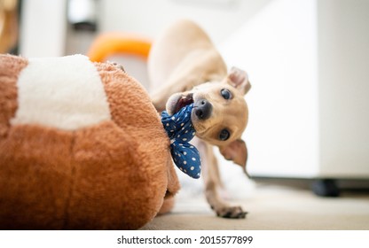 Adorable Italian Greyhound Puppy Playing Inside. Pet Concept. Little Puppy Dog In Home. 