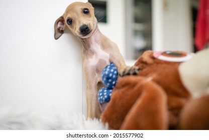 Adorable Italian Greyhound Puppy Playing Inside. Pet Concept. Little Puppy Dog In Home. 