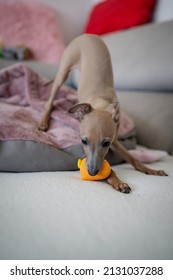 Adorable Italian Greyhound Puppy Playing Inside. Pet Concept. Little Puppy Dog In Home. 