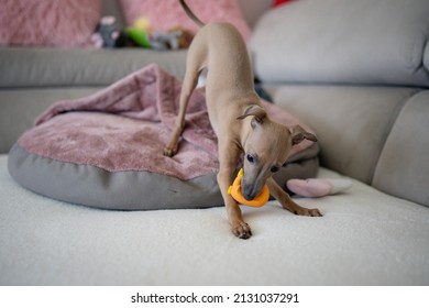 Adorable Italian Greyhound Puppy Playing Inside. Pet Concept. Little Puppy Dog In Home. 