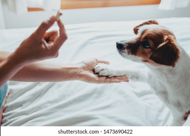 Adorable Jack Russell Dog Getting A Cookie As A Treat For Good Behavior From The Hand Of Its Owner. Train Dog To Shake Paws. Home Leisure. Love Concept.