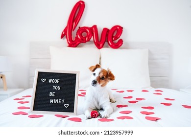 adorable jack russell dog on bed at home by letter board Woof you be mine. Valentines concept - Shutterstock ID 2123957999