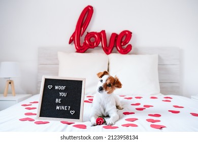 adorable jack russell dog on bed at home by letter board Woof you be mine. Valentines concept