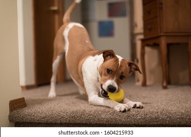 Adorable Jack Russell Puppy Playing With Toy Inside Home