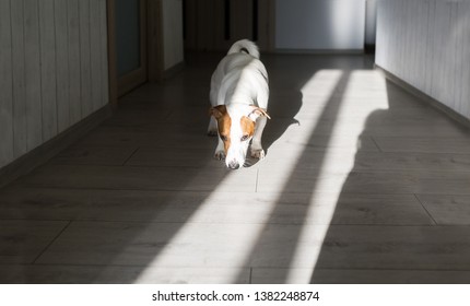 Adorable Jack Russell Terrier Dog Attentively Sniffing The Floor In Sun Indoors.