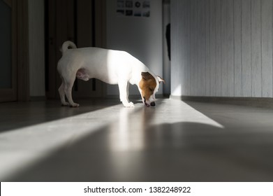 Adorable Jack Russell Terrier Dog Attentively Lick The Floor In Sun Indoors.