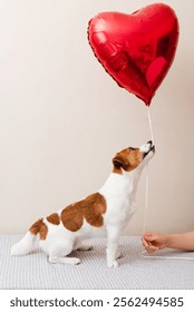 Adorable perro Jack Russell