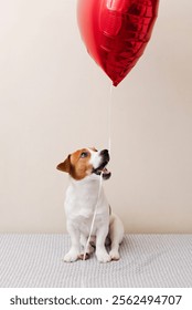 Adorable perro Jack Russell