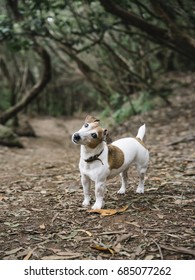 Adorable Jack Russell Terrier looking with interest at camera while posing in woods. 