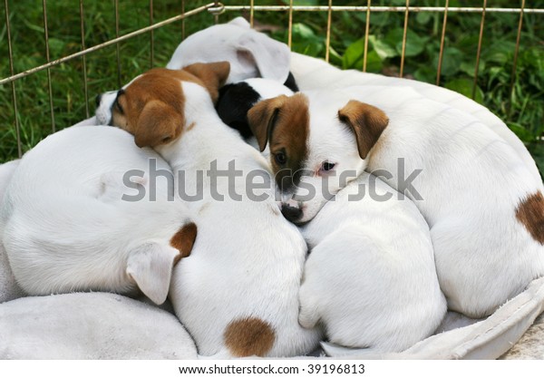 Adorable Jack Russell Terrier Puppies Sleeping Stock Photo Edit