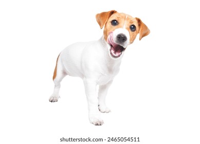 Adorable Jack Russell Terrier puppy stands licking his lips isolated on a white background