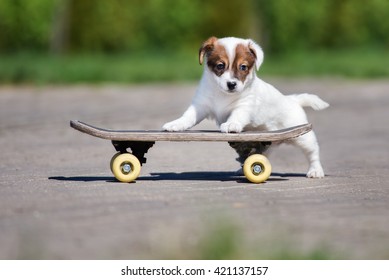 adorable jack russell terrier puppy posing on a skateboard