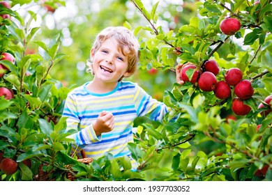 Adorable kid boy picking and eating red apples on organic farm, autumn outdoors. Funny little preschool child having fun with helping and harvesting