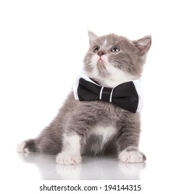 Adorable Kitten Bow Tie Stock Photo 194144315 | Shutterstock