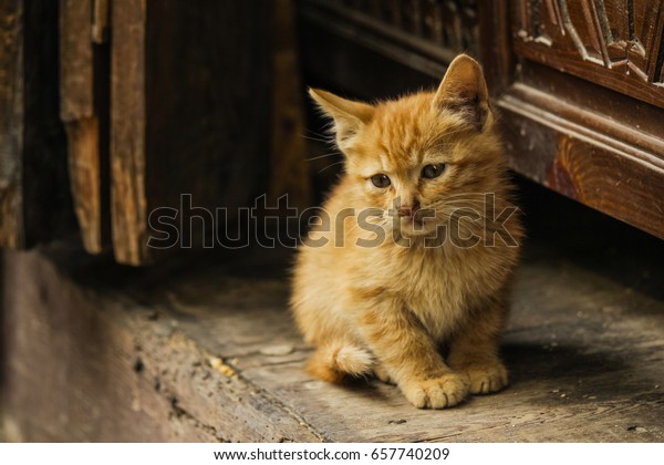 Adorable Kitten Ginger Long Haired Red Stock Photo Edit Now