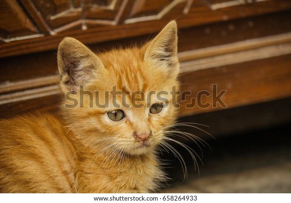Adorable Kitten Ginger Long Haired Red Stock Photo Edit Now