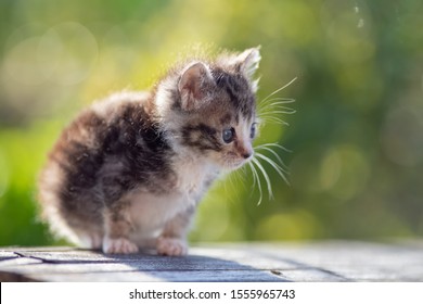 adorable kitten on the green background