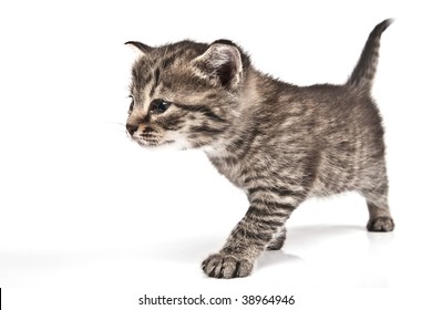 Adorable kitten on white background - Shutterstock ID 38964946