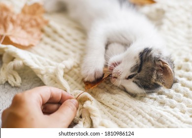 Adorable Kitten Playing With Autumn Leaves On Soft Blanket. Hand Holding Fall Leaf And Playing With Cute White And Grey Kitty On Bed In Room. Autumn Cozy Mood.