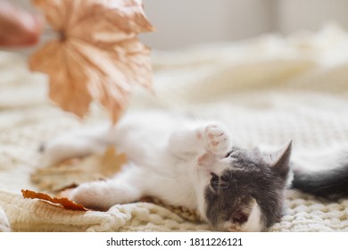 Adorable Kitten Playing With Autumn Leaves On Soft Blanket. Hand Holding Fall Leaf And Playing With Cute White And Grey Kitty On Bed In Room. Autumn Cozy Mood.