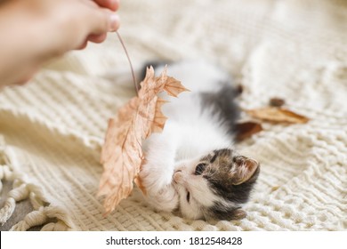 Adorable Kitten Playing With Autumn Leaves On Soft Blanket. Hand Holding Fall Leaf And Playing With Cute White And Grey Kitty On Bed In Room. Autumn Cozy Mood.