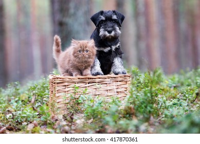 adorable kitten and puppy outdoors together