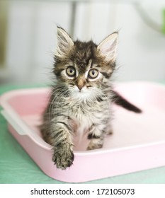 Adorable kitten sitting in cat toilet