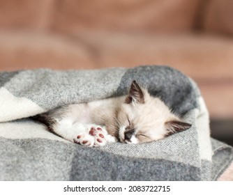 Adorable kitten sleeps in a cozy warm blanket at home on couch. Little gray cat sleeping