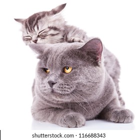 Adorable Kitten Taking A Nap On An Adult English Cat, On White Background